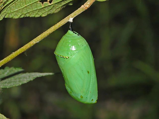 Chrysalis